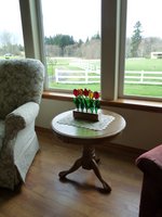 Free standing tulips
